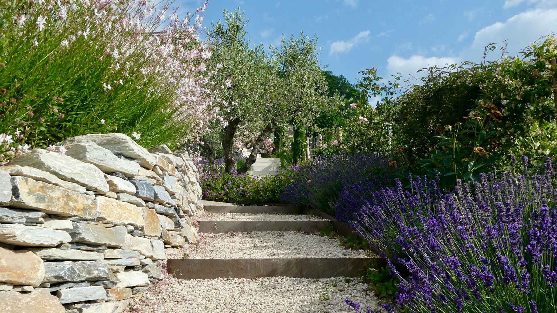 27 lavandes gaura et muret en pierre de st le  onard 27 lavandes gaura et muret en pierre de st le  onard
