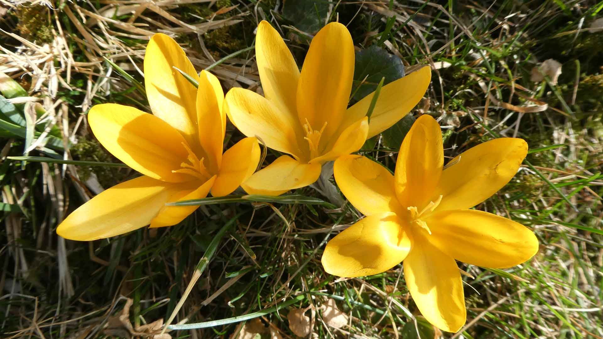 11 crocus 11 crocus