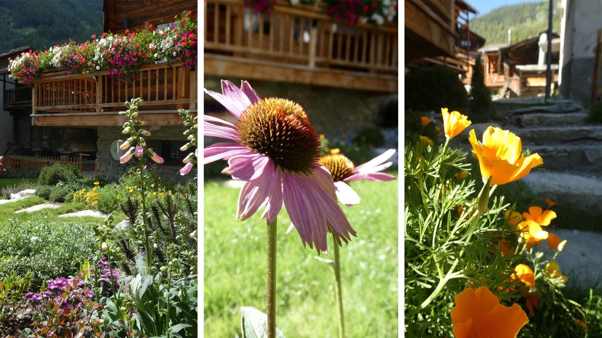 12 digitale pourpre escholtzia californica echinacea pourpre 12 digitale pourpre escholtzia californica echinacea pourpre