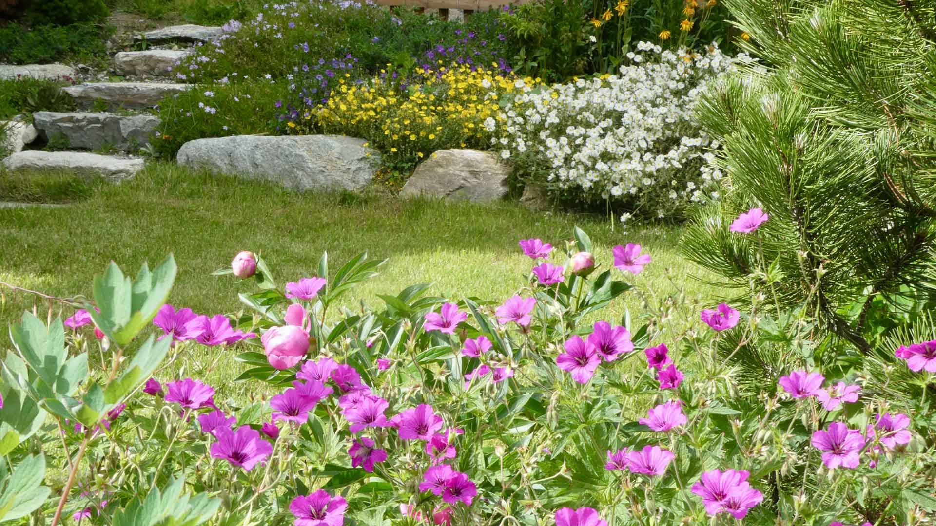 16 geranium patricia et helianthemes 16 geranium patricia et helianthemes