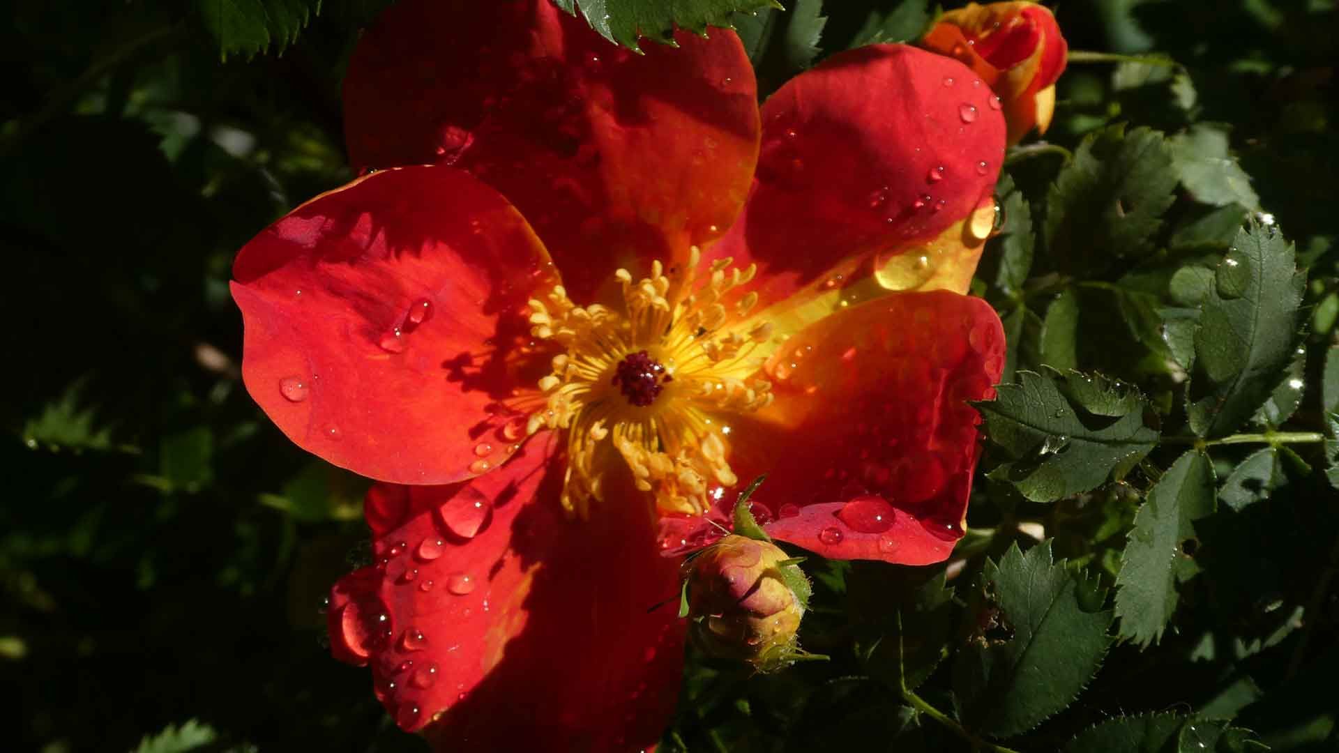19 rosa de nax orange p1060659 19 rosa de nax orange p1060659