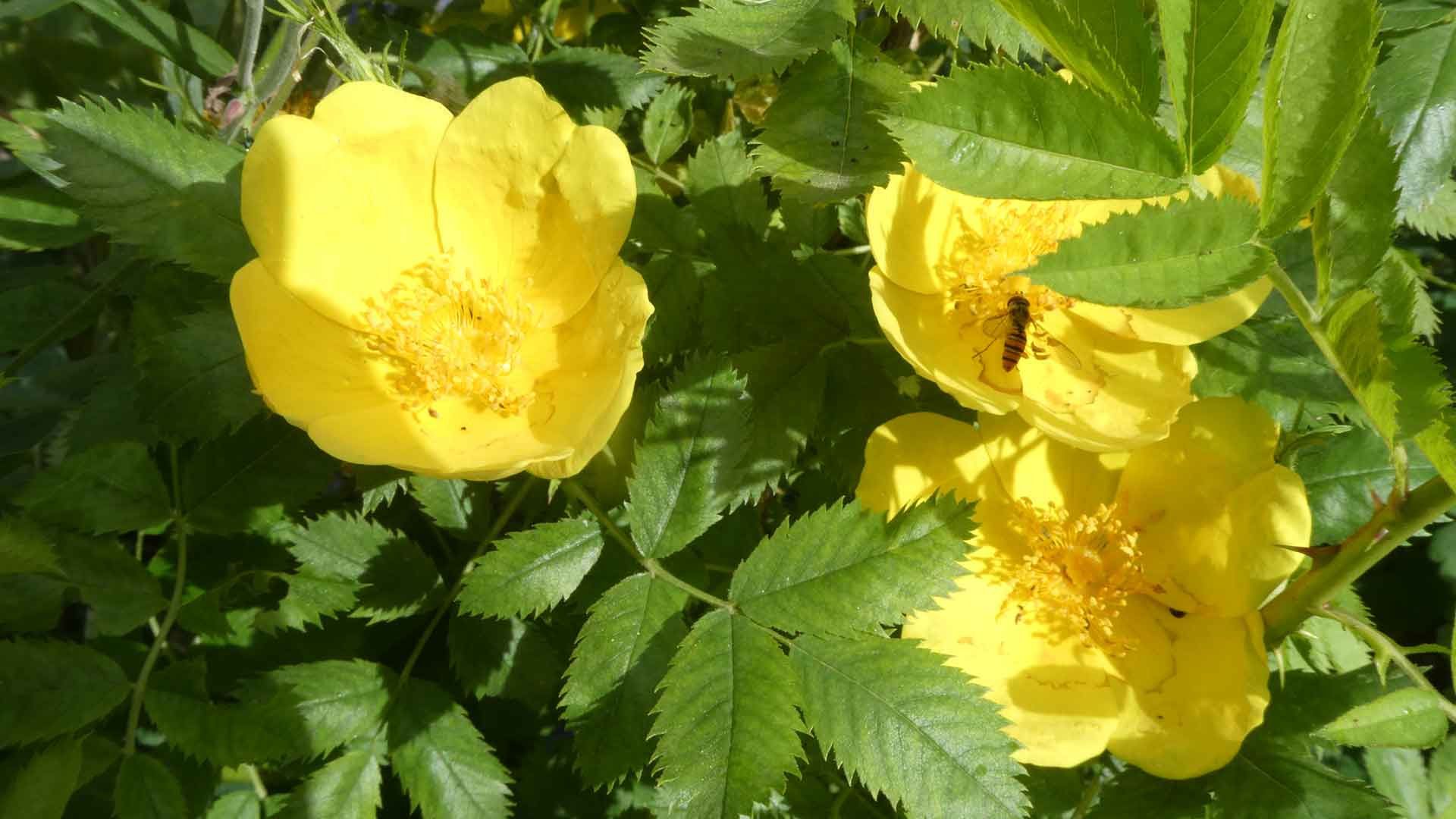 20 rose de nax et syrphide 20 rose de nax et syrphide