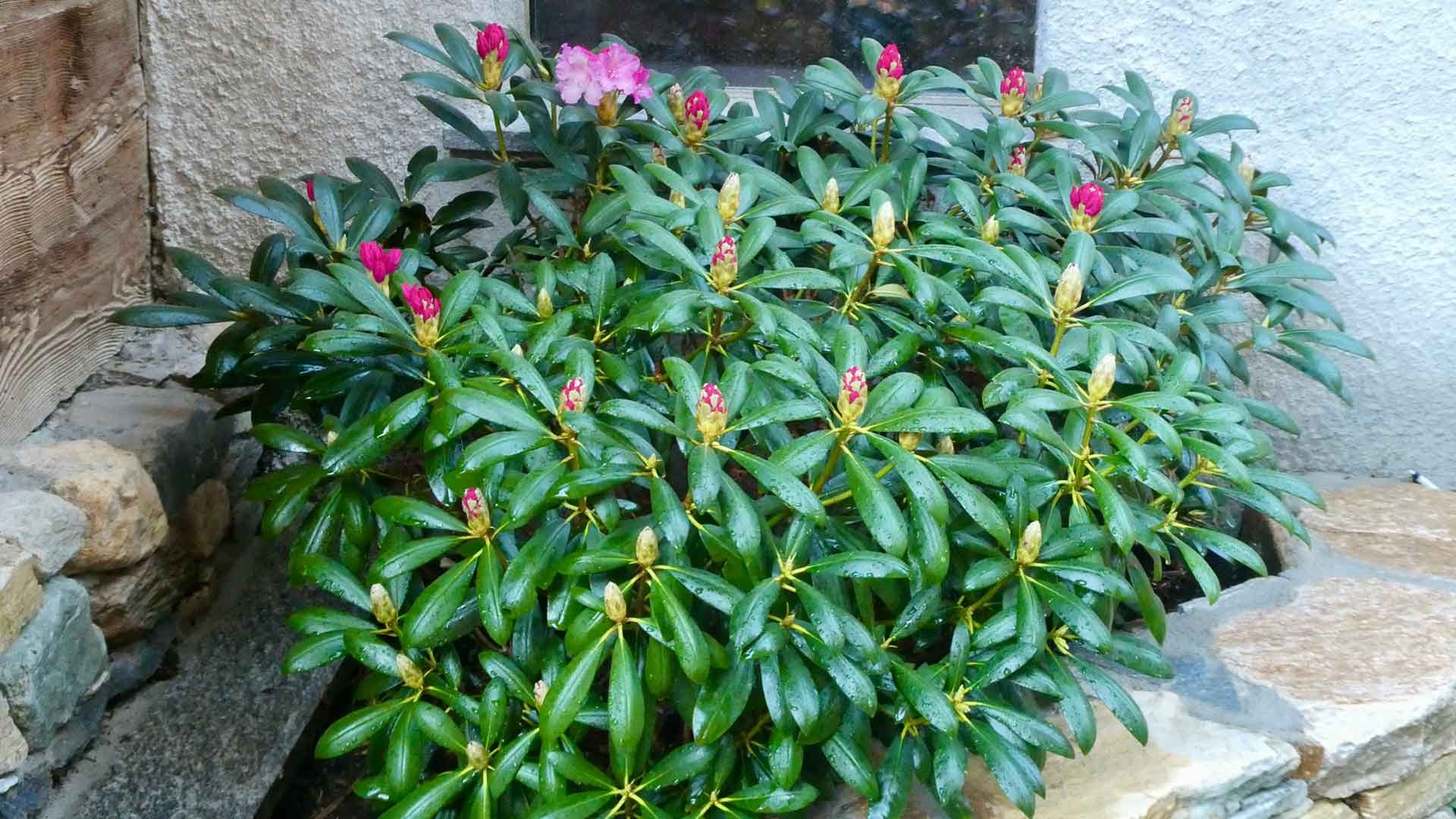 24 rhododendron catawbiense 24 rhododendron catawbiense