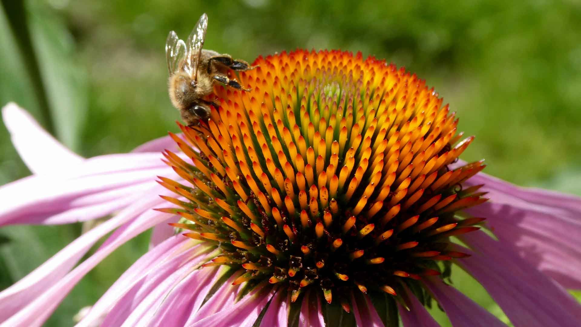 26 echinace  e pourpre et abeille 26 echinace  e pourpre et abeille