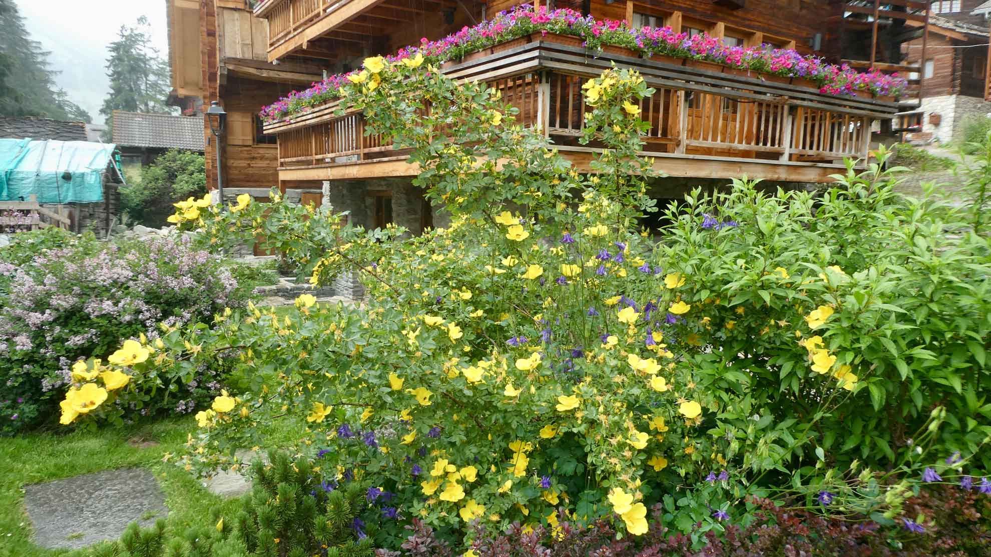 rose de nax jardin de montagne rose de nax jardin de montagne