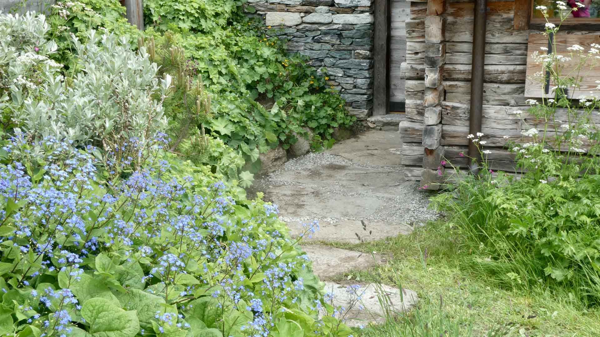 4 saule helvetique myosotis du caucase et alchemille 4 saule helvetique myosotis du caucase et alchemille