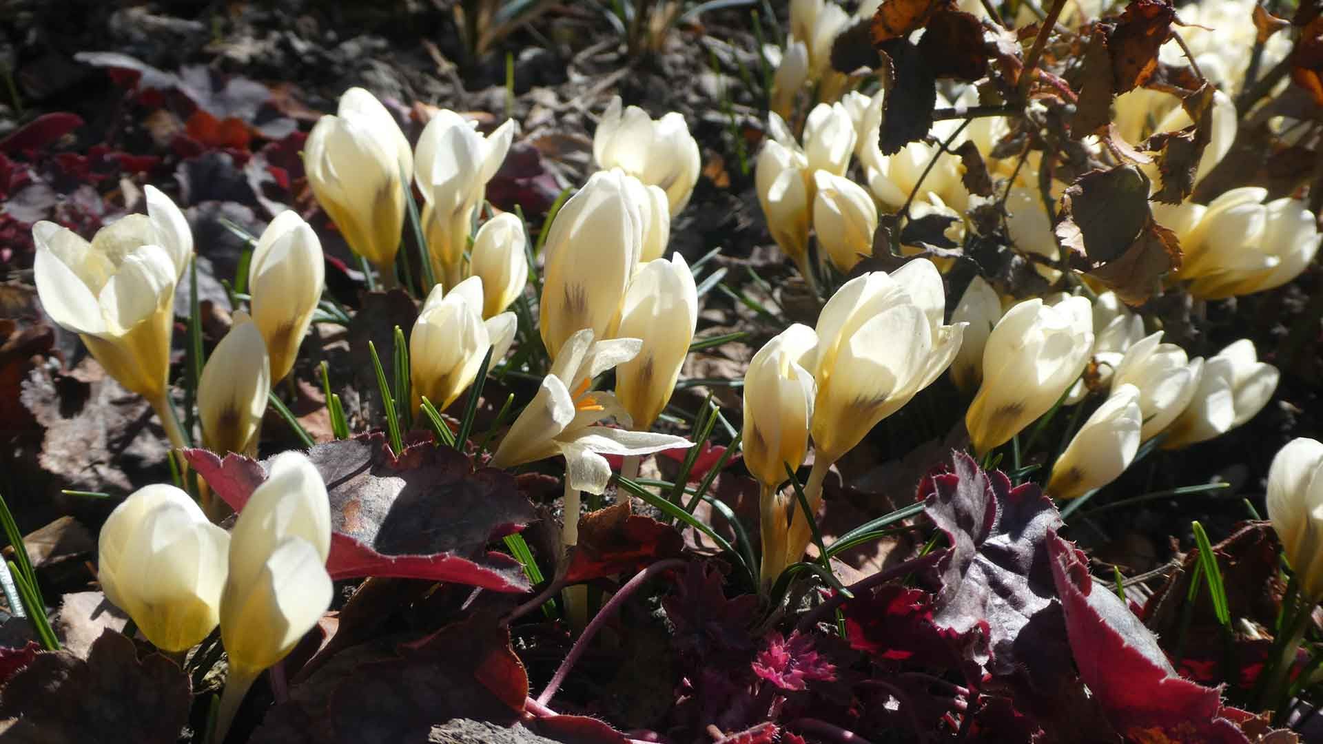 4 crocus de printemps 4 crocus de printemps