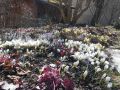 4 crocus de printemps