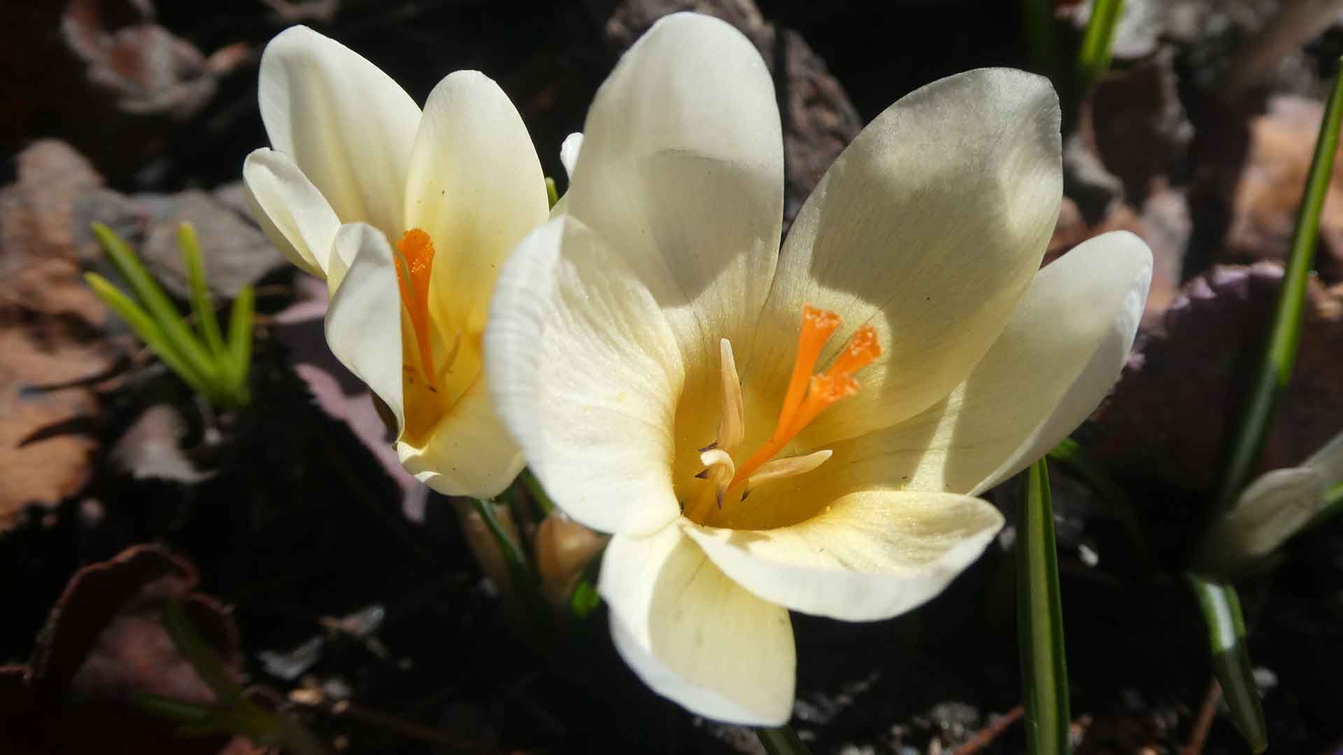 4 crocus de printemps 4 crocus de printemps