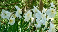 5 narcisses