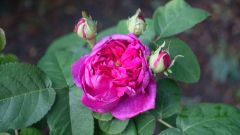 9 rose de rescht