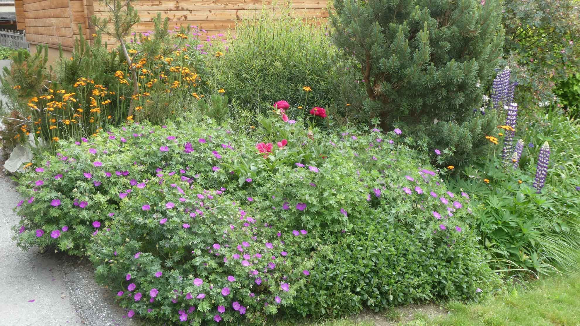 jardin de montagne a evolene jardin de montagne a evolene
