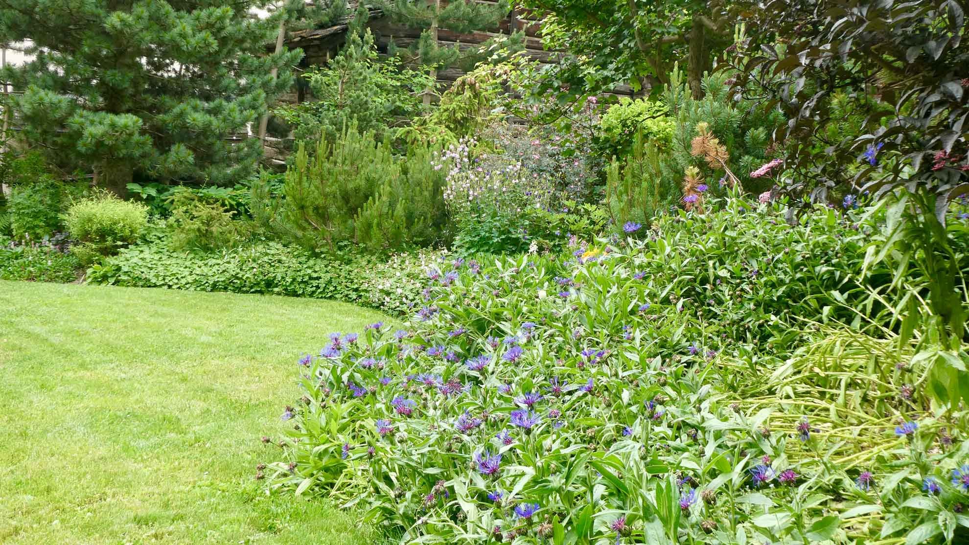jardin de montagne a evolene jardin de montagne a evolene