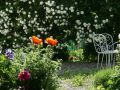 jardin de campagne boule de neige en fleur